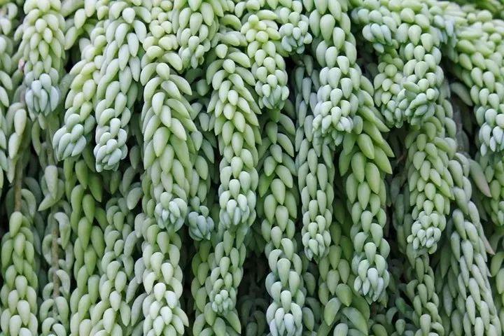養(yǎng)多肉好嘛_養(yǎng)植物多肉好養(yǎng)嗎_好養(yǎng)的多肉植物