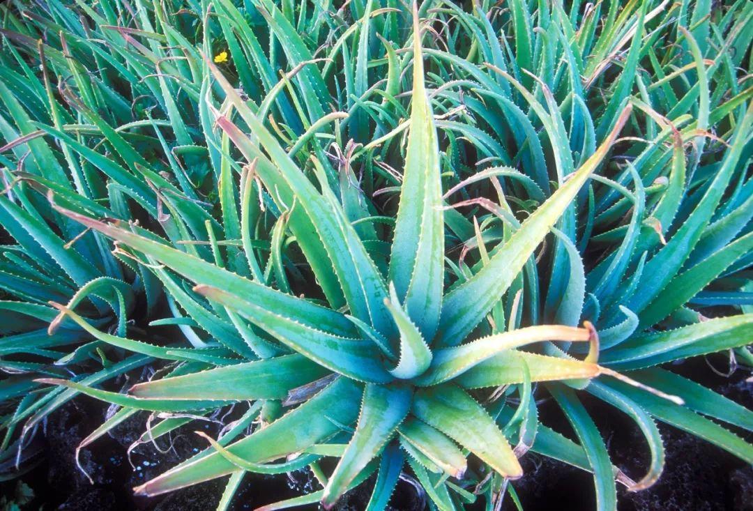 養(yǎng)植物多肉好養(yǎng)嗎_好養(yǎng)的多肉植物_養(yǎng)多肉好嘛