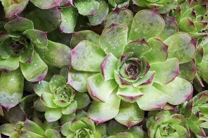 好養(yǎng)的多肉植物_養(yǎng)多肉好嘛_養(yǎng)植物多肉好養(yǎng)嗎