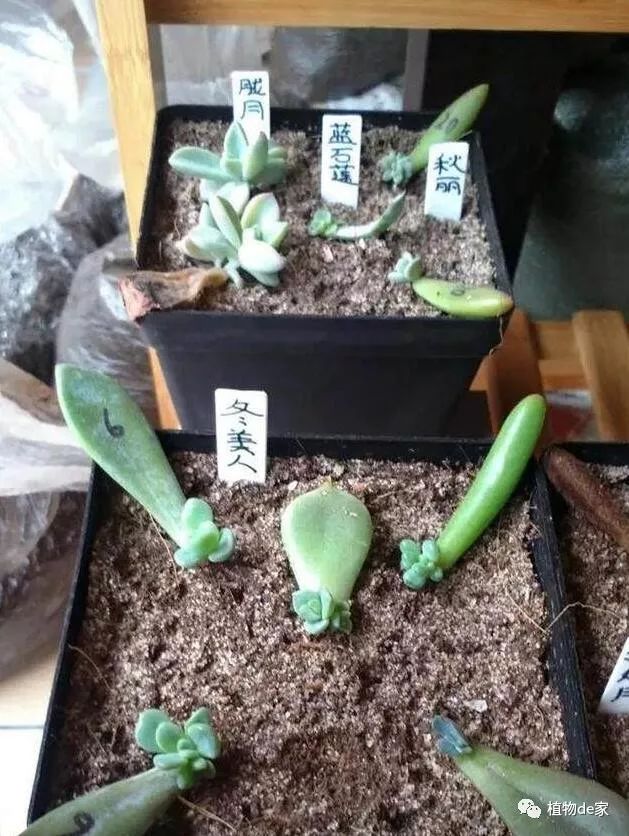葉插多肉怎么操作_多肉葉插的方法和注意事項_多肉植物葉插