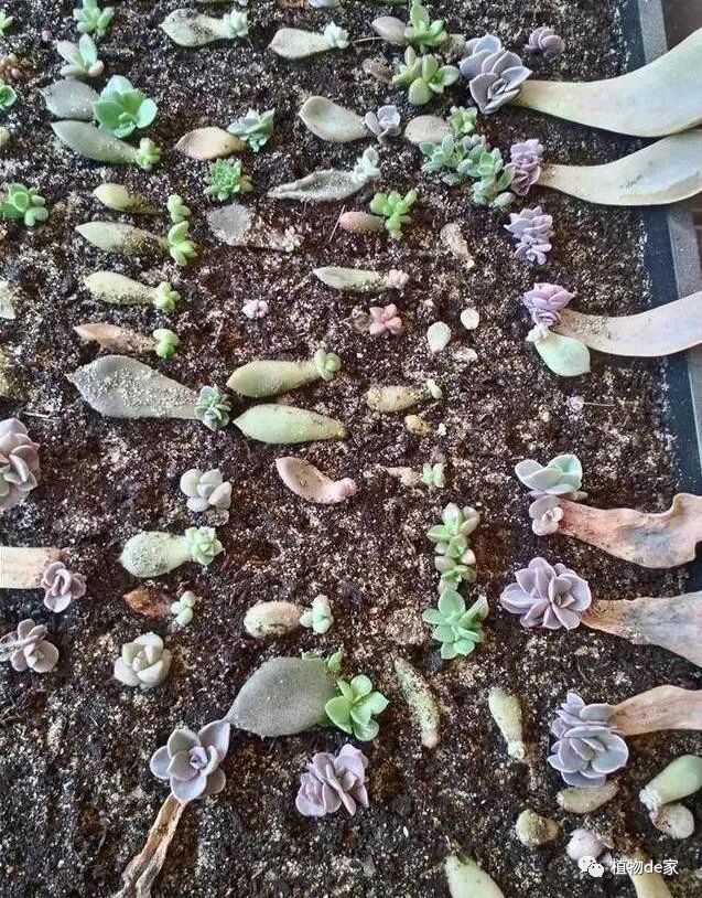 葉插多肉怎么操作_多肉葉插的方法和注意事項_多肉植物葉插