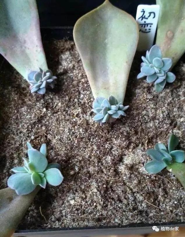 葉插多肉怎么操作_多肉葉插的方法和注意事項_多肉植物葉插