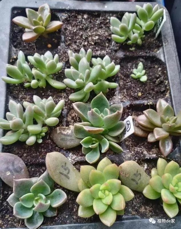 葉插多肉怎么操作_多肉植物葉插_多肉葉插的方法和注意事項