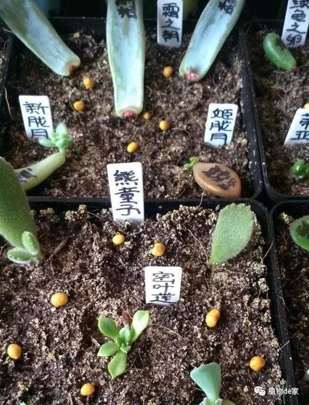 多肉葉插的方法和注意事項_多肉植物葉插_葉插多肉怎么操作