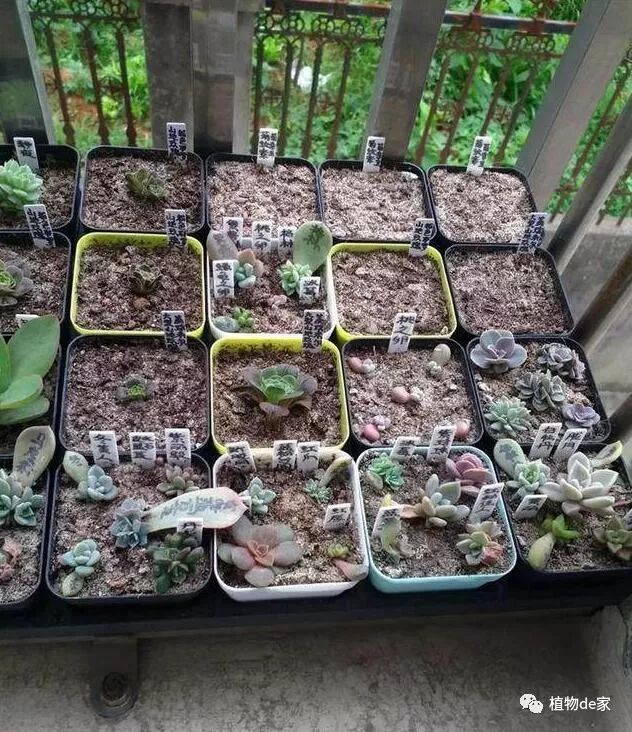 葉插多肉怎么操作_多肉植物葉插_多肉葉插的方法和注意事項