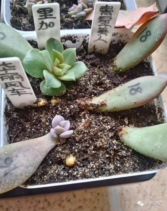 葉插多肉怎么操作_多肉植物葉插_多肉葉插的方法和注意事項