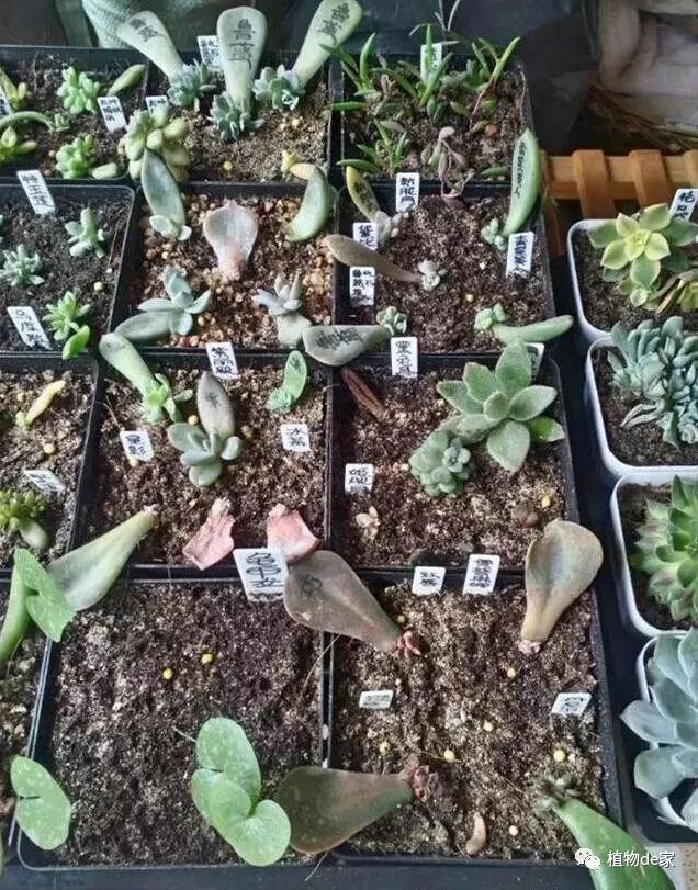 葉插多肉怎么操作_多肉植物葉插_多肉葉插的方法和注意事項