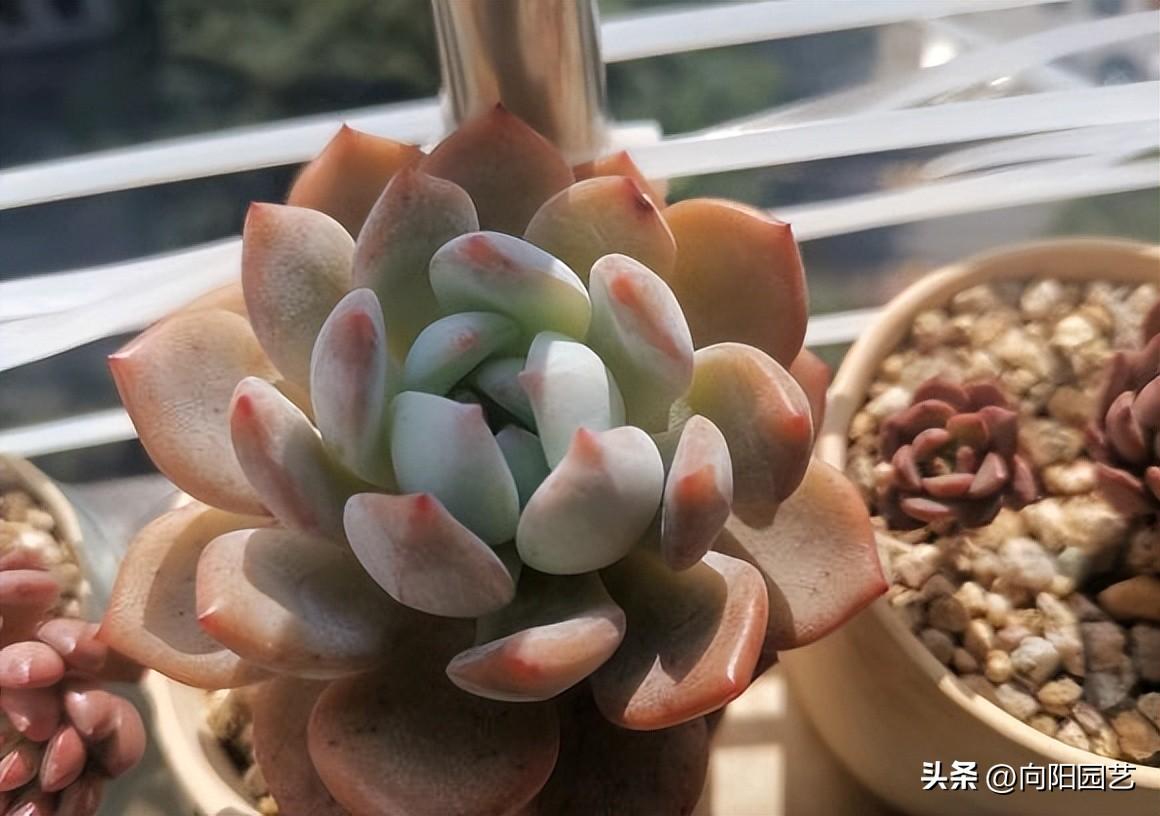 多肉補(bǔ)光燈真的有用嗎_燈多肉補(bǔ)光用有什么作用_燈多肉補(bǔ)光用有什么好處