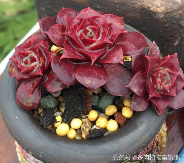 多肉換盆用曬根嗎_多肉換盆不晾根可以嗎_盆晾換根多肉可以曬太陽(yáng)嗎