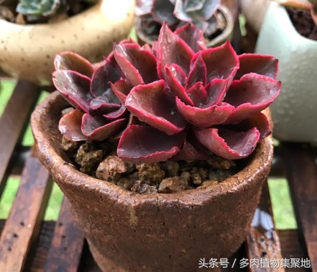多肉換盆不晾根可以嗎_多肉換盆用曬根嗎_盆晾換根多肉可以曬太陽(yáng)嗎