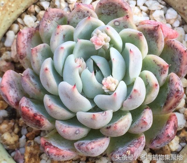 多肉換盆用曬根嗎_多肉換盆不晾根可以嗎_盆晾換根多肉可以曬太陽(yáng)嗎