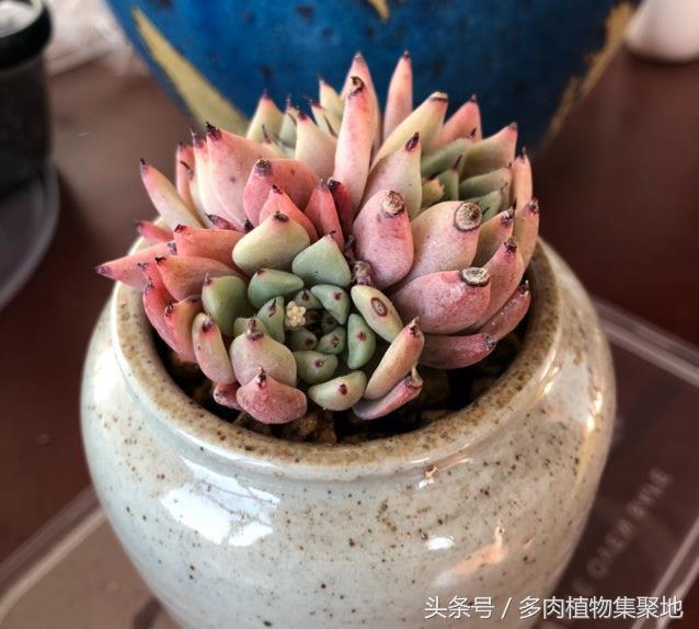 多肉換盆不晾根可以嗎_盆晾換根多肉可以曬太陽(yáng)嗎_多肉換盆用曬根嗎