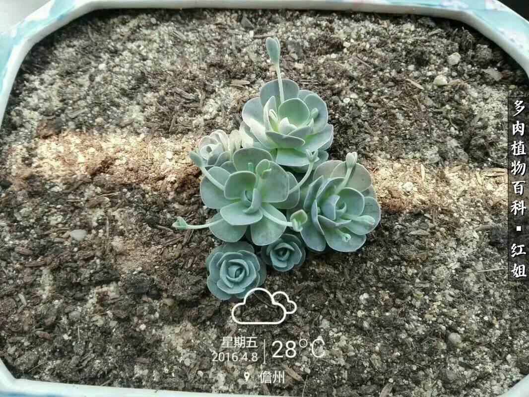 子持蓮華多肉_多肉子持蓮華怎么澆水_多肉子持蓮花怎么養