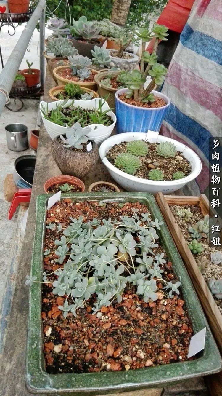 子持蓮華多肉_多肉子持蓮花怎么養_多肉子持蓮華怎么澆水