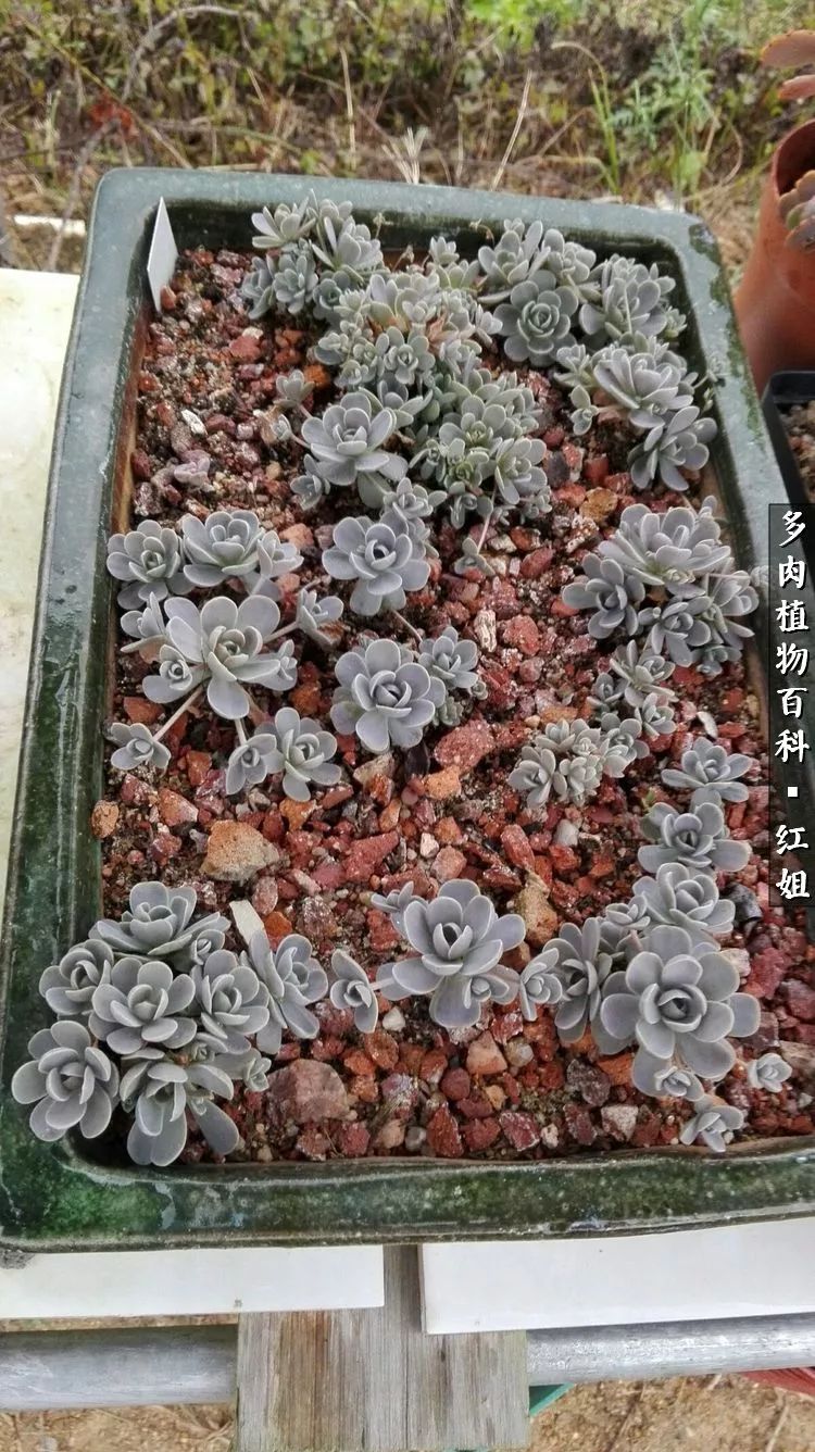 多肉子持蓮華怎么澆水_子持蓮華多肉_多肉子持蓮花怎么養