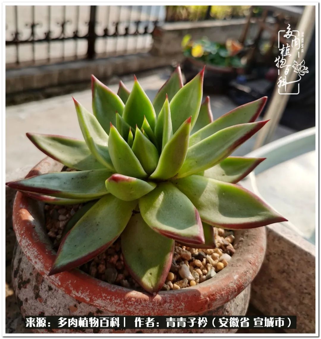 雨燕座多肉_多肉雨燕座怎么養護_多肉植物雨燕座