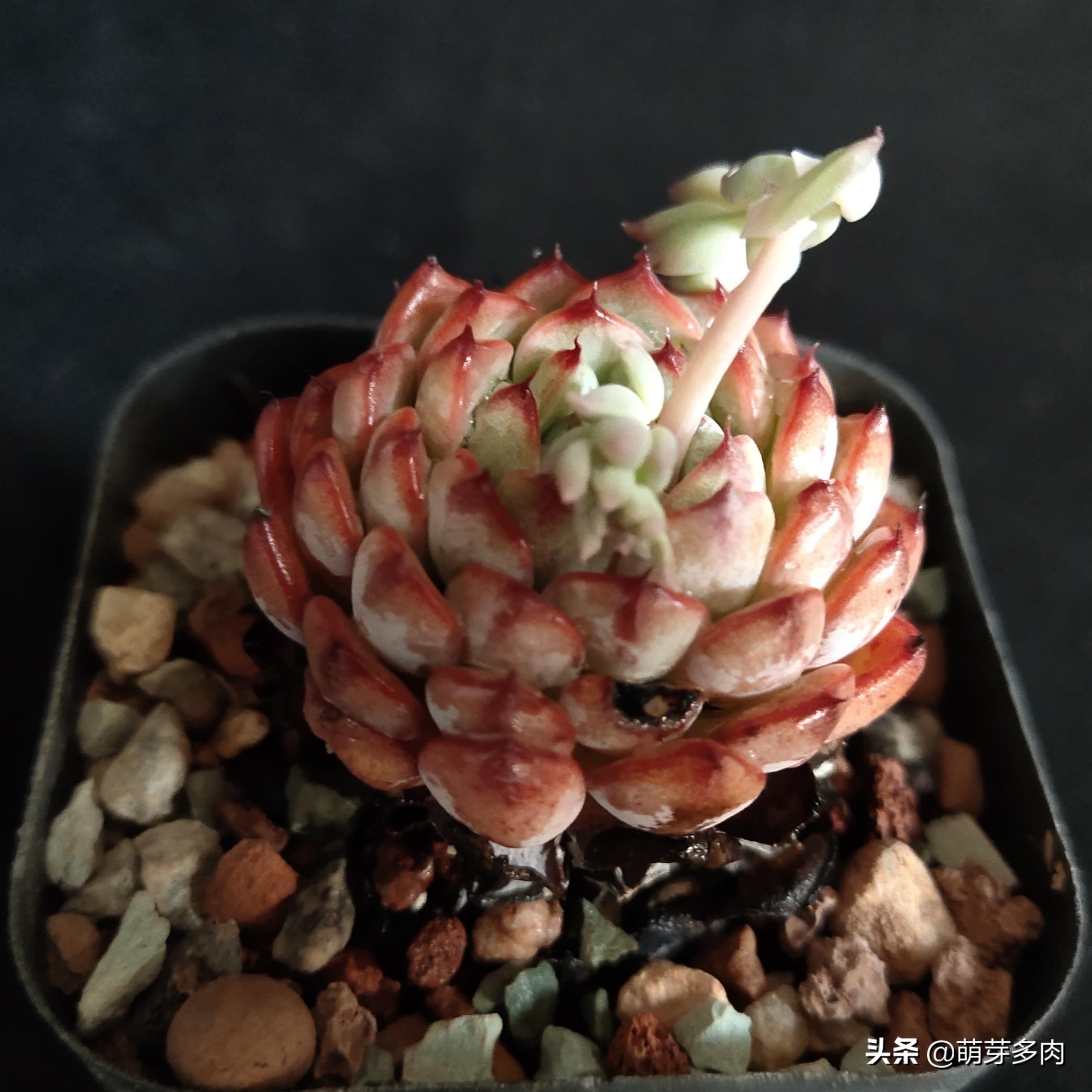 多肉植物的花劍能扦插嗎_多肉花劍扦插要把花剪掉嗎_多肉花劍怎么扦插