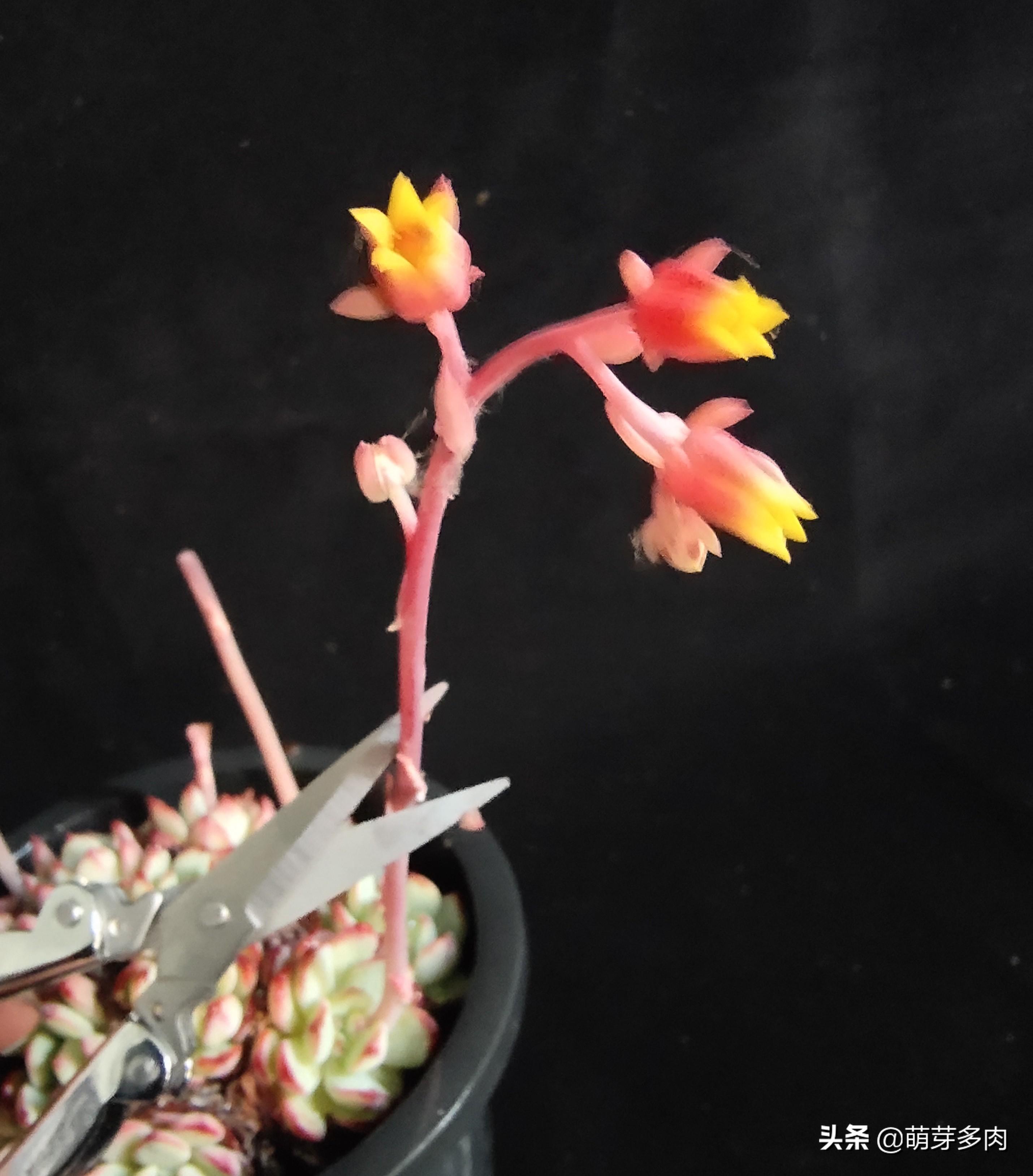 多肉植物的花劍能扦插嗎_多肉花劍扦插要把花剪掉嗎_多肉花劍怎么扦插