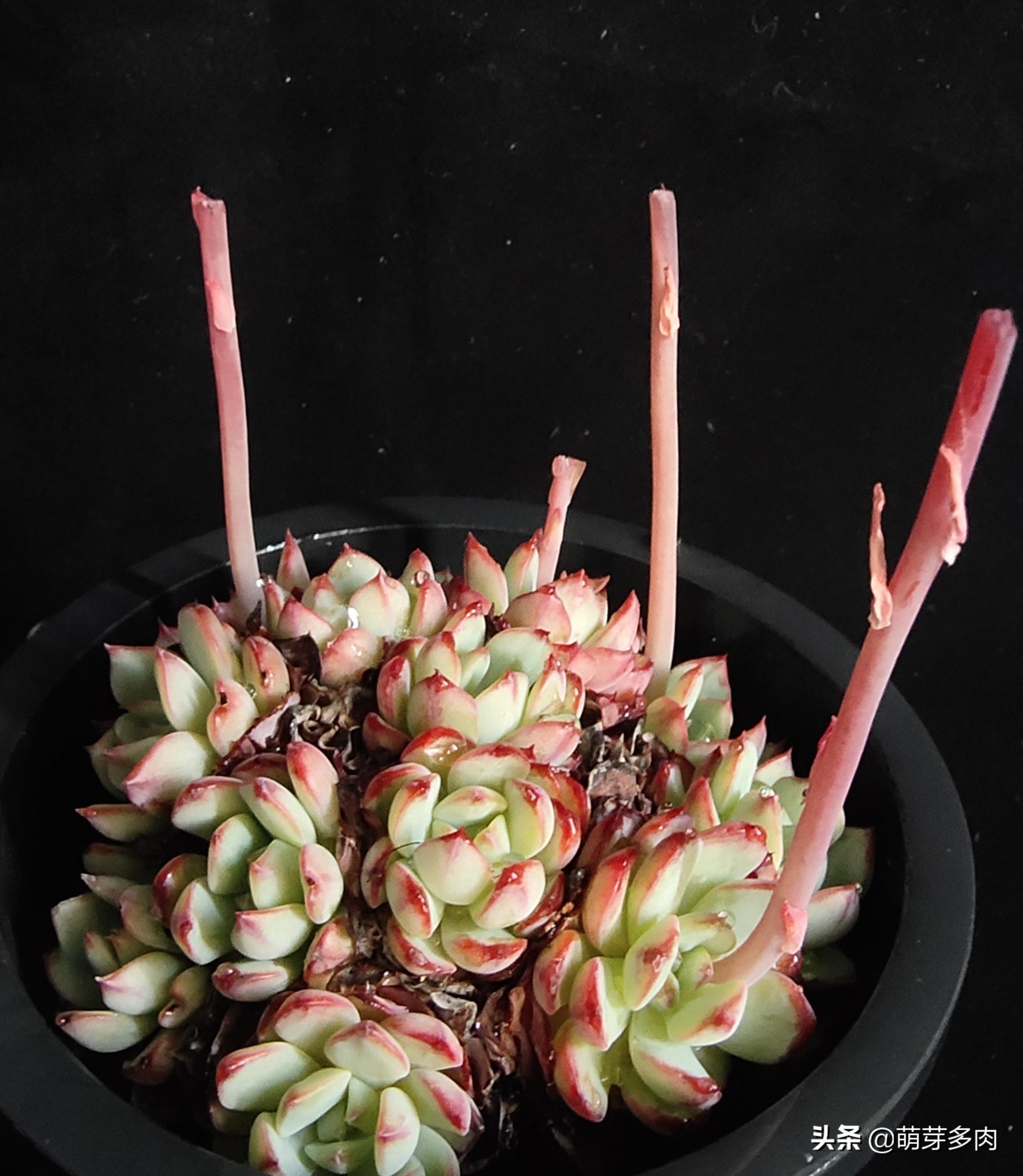 多肉花劍怎么扦插_多肉植物的花劍能扦插嗎_多肉花劍扦插要把花剪掉嗎