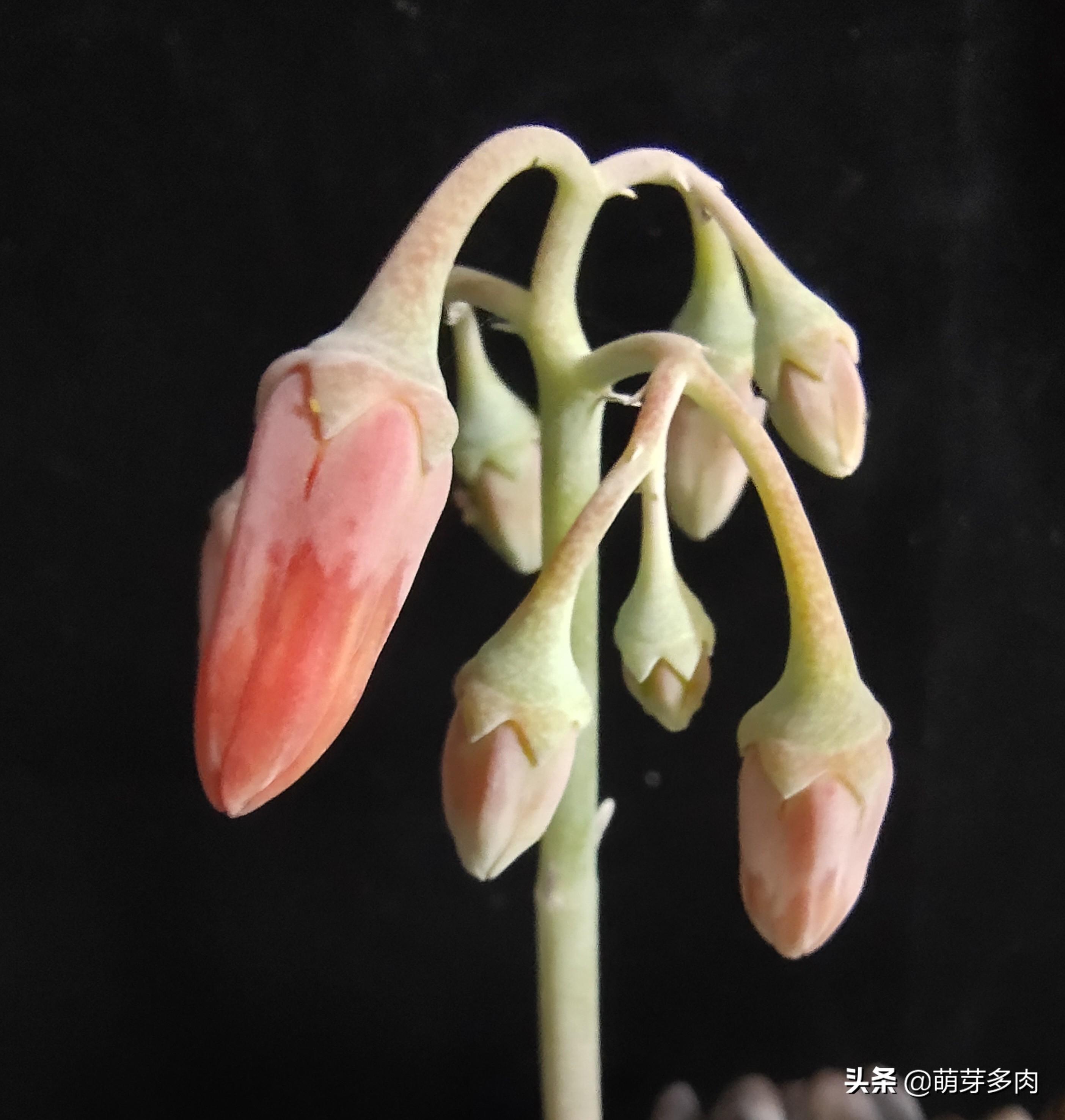 多肉花劍怎么扦插_多肉植物的花劍能扦插嗎_多肉花劍扦插要把花剪掉嗎