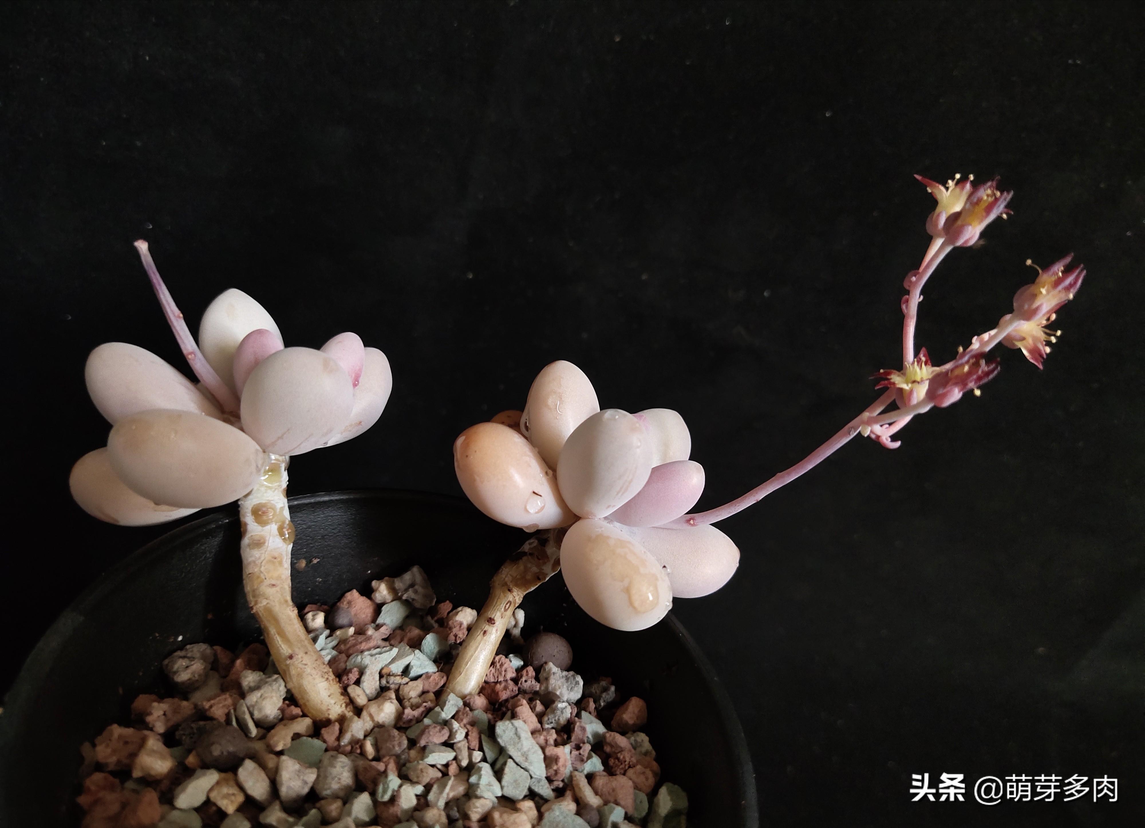 多肉花劍怎么扦插_多肉植物的花劍能扦插嗎_多肉花劍扦插要把花剪掉嗎