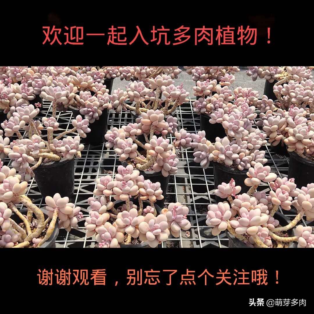 多肉花劍怎么扦插_多肉植物的花劍能扦插嗎_多肉花劍扦插要把花剪掉嗎