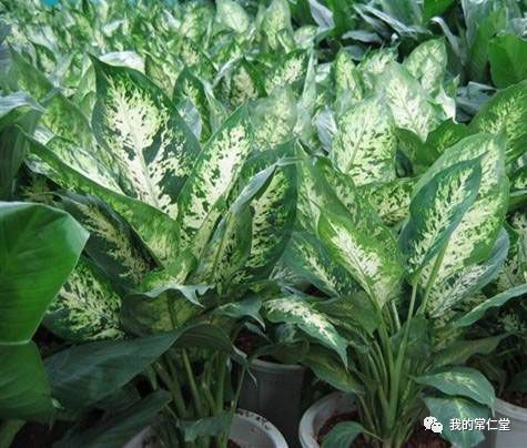 有毒的多肉植物_室內養多肉有毒嗎_哪些多肉有毒不適合養在室內
