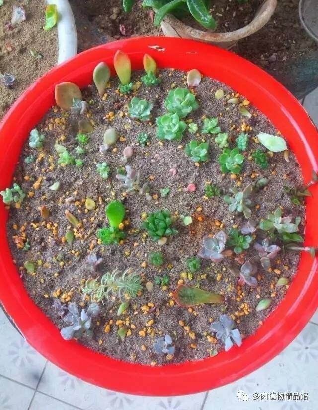 風化石養多肉_風化石可以種多肉嗎_風化的石頭可以養多肉嗎