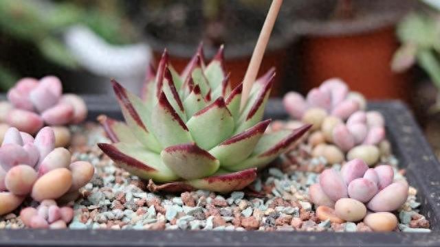 養植物土多肉好用肥料嗎_養多肉植物用什么土最好_養植物土多肉好用什么肥料
