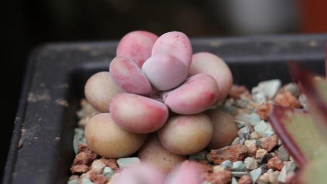 養植物土多肉好用什么肥料_養植物土多肉好用肥料嗎_養多肉植物用什么土最好