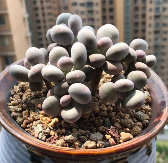 養植物土多肉好用什么肥料_養多肉植物用什么土最好_養植物土多肉好用肥料嗎